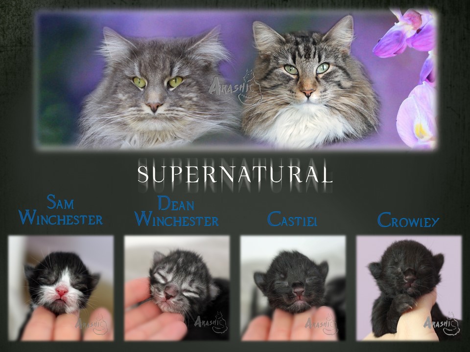 supernatural1d