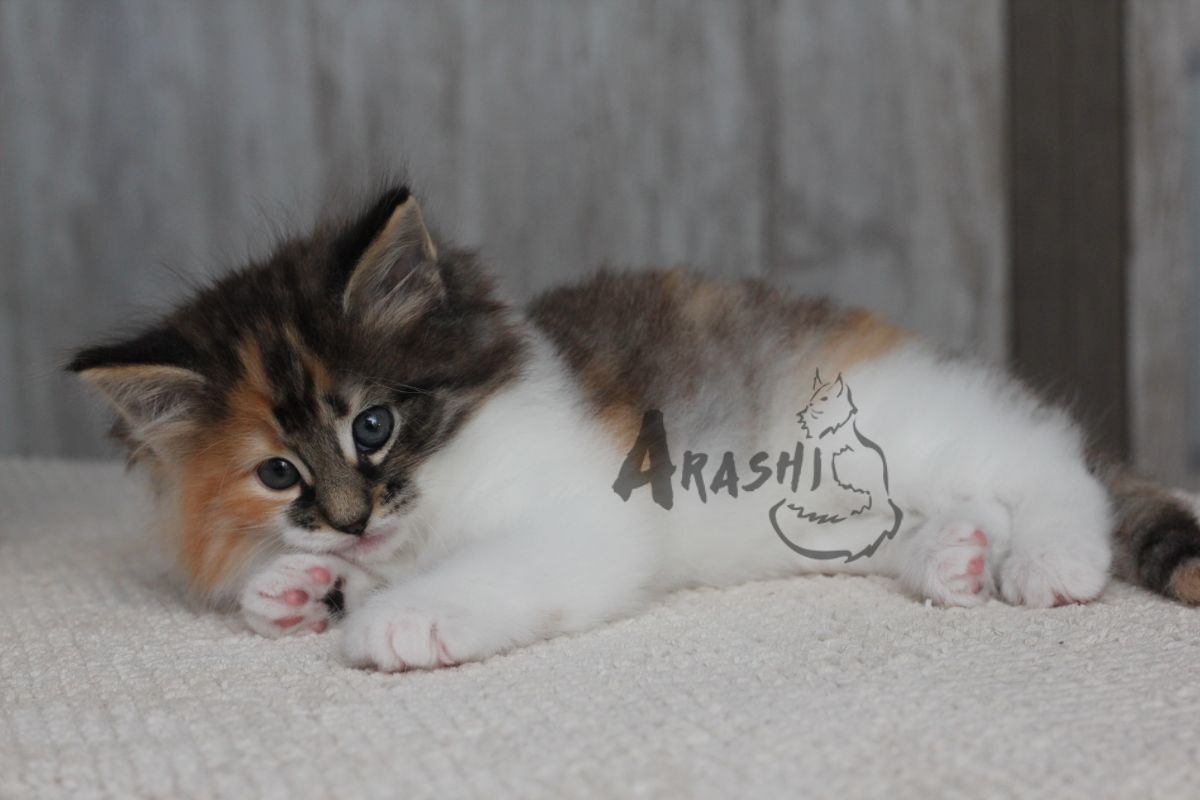 A photograph of our latest norwegian forest cat Kitten Arashi Jesse Faden