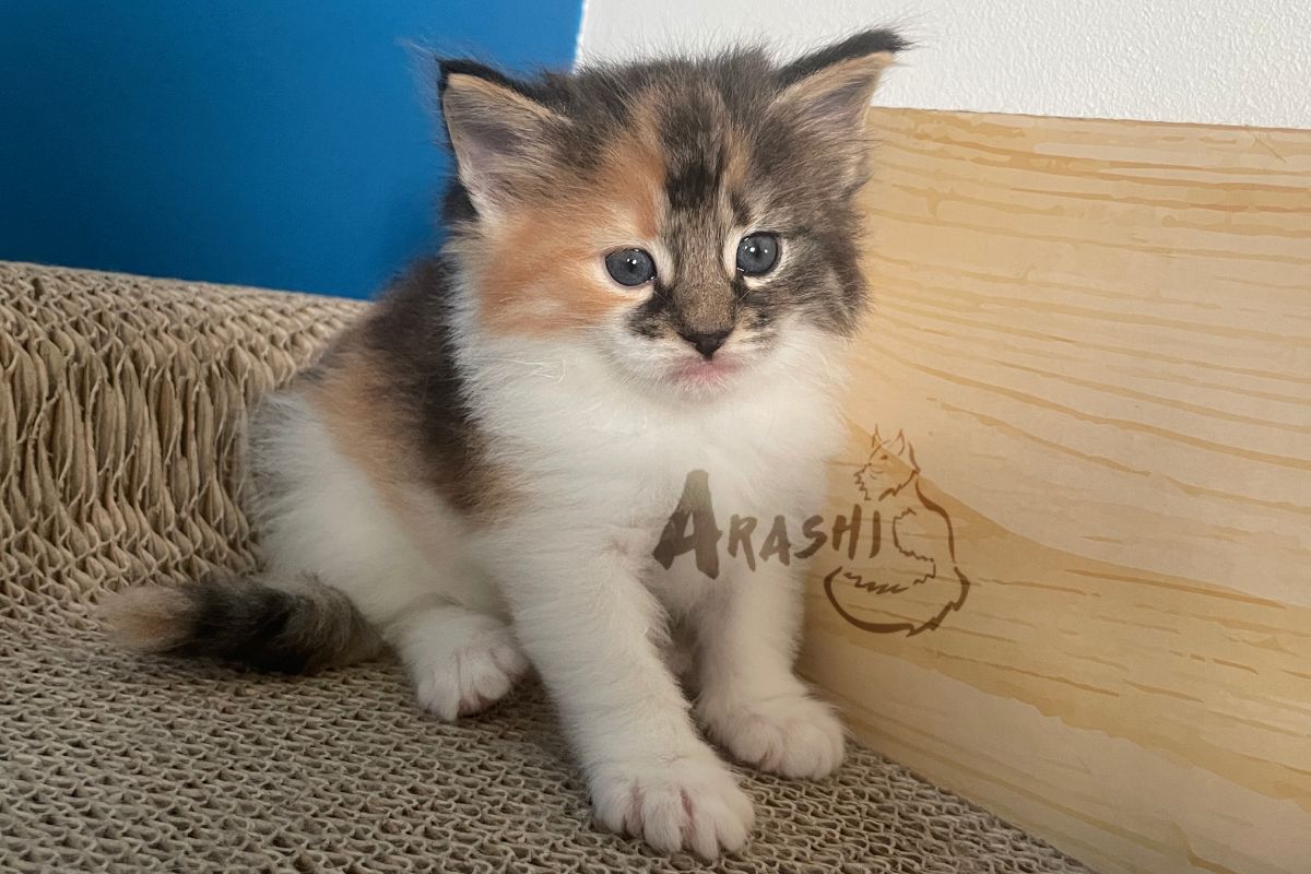 A photograph of our latest norwegian forest cat Kitten Arashi Jesse Faden