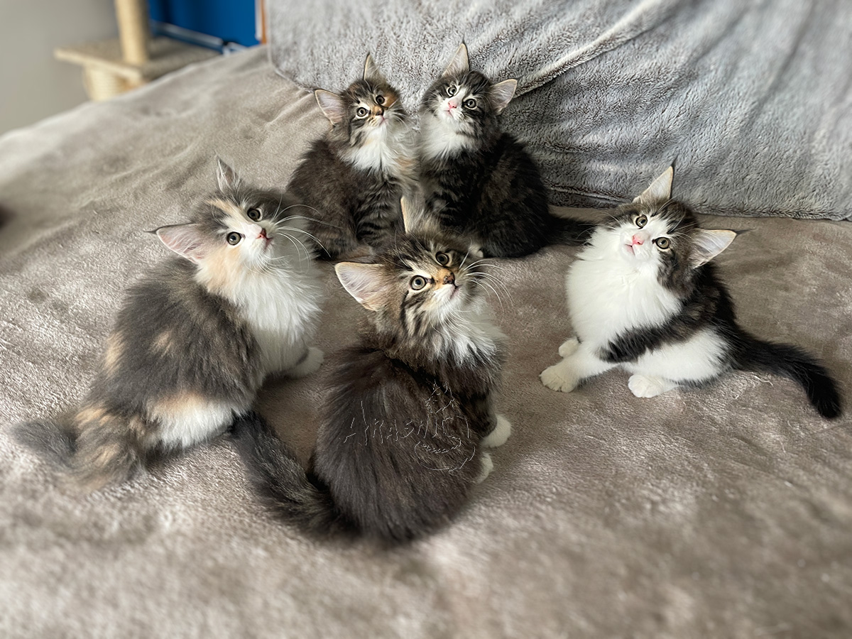 camada de gatitos bosque de noruega GoldenSun