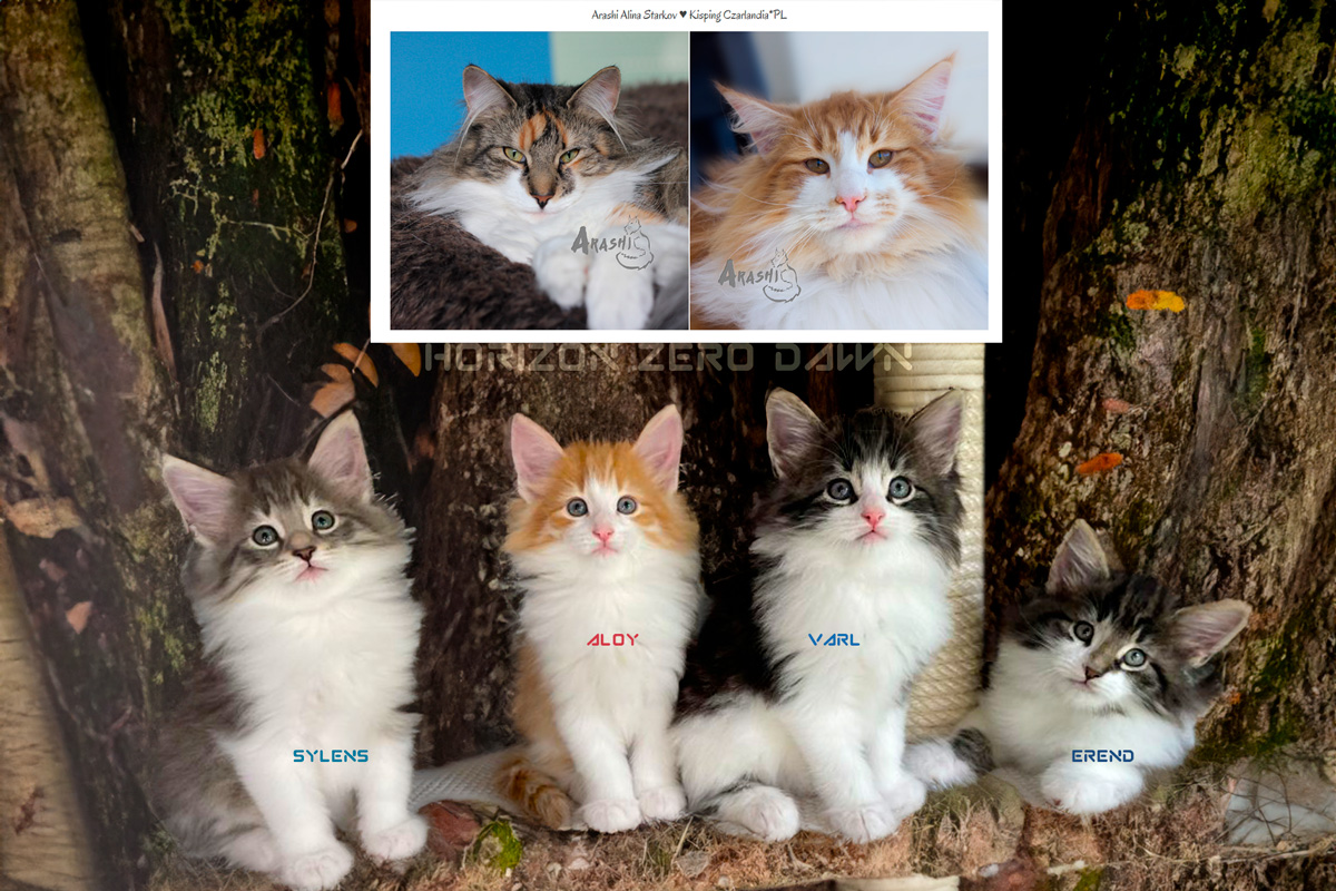 A photograph of our latest norwegian forest cat litter Arashi 