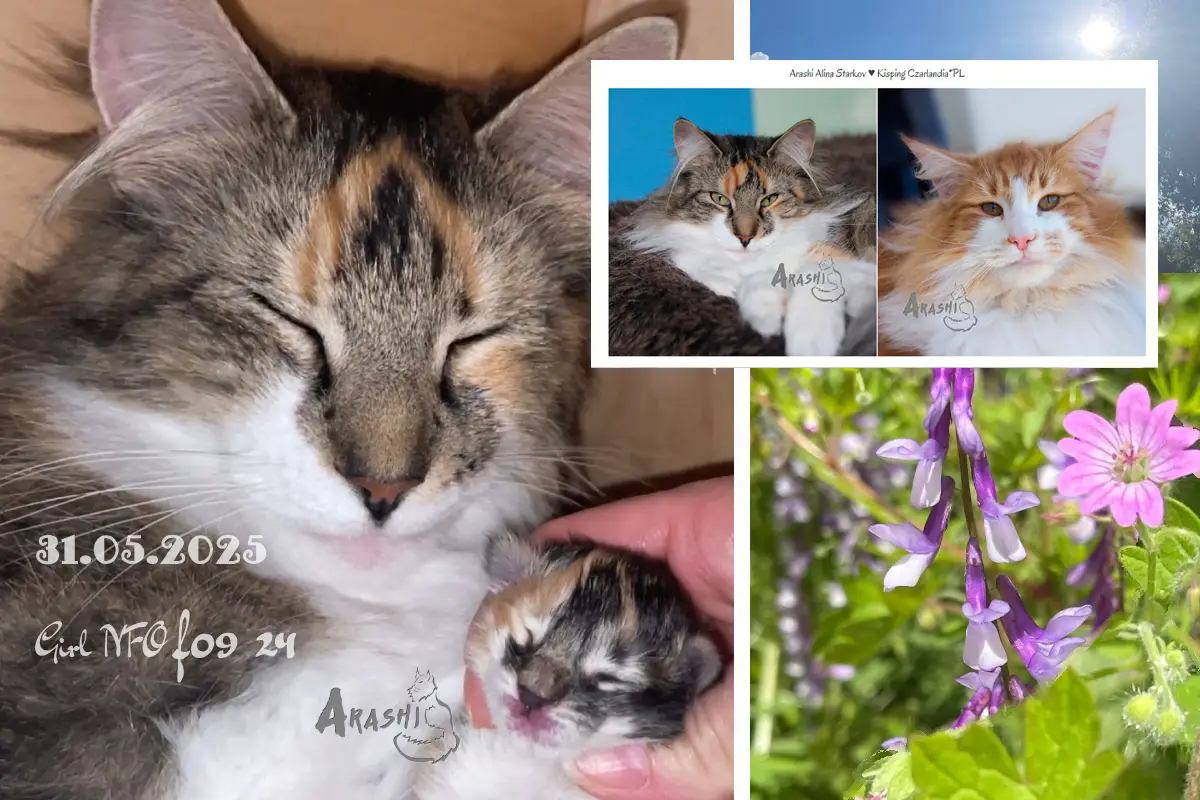 A photograph of our latest norwegian forest cat litter Arashi 