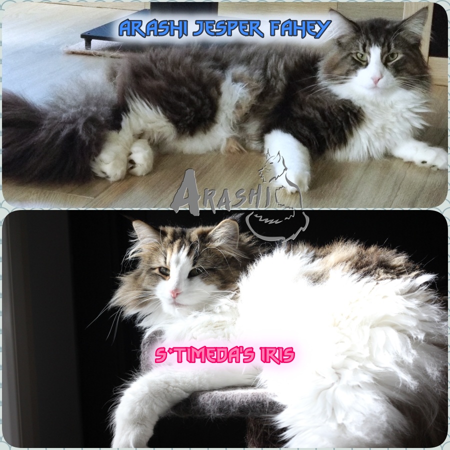 Arashi Norwegian Forest Cats Cattery Arashi Norwegian Forest Cats